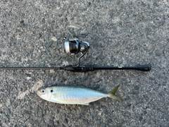 マルアジの釣果