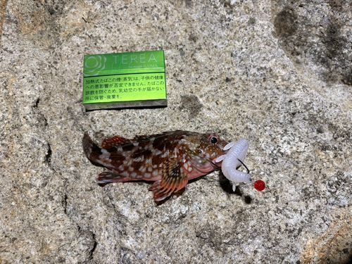 カサゴの釣果