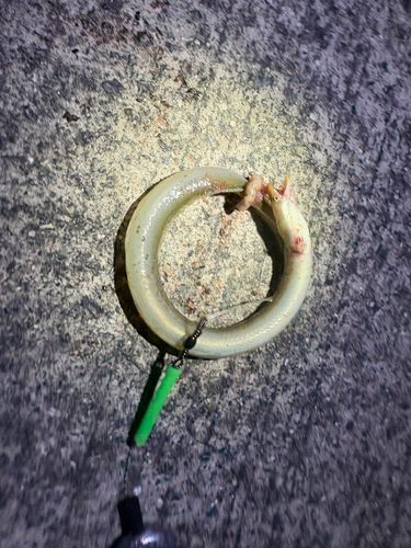 ウナギの釣果