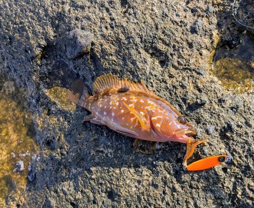 アコウの釣果
