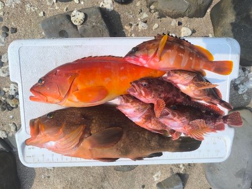 キジハタの釣果