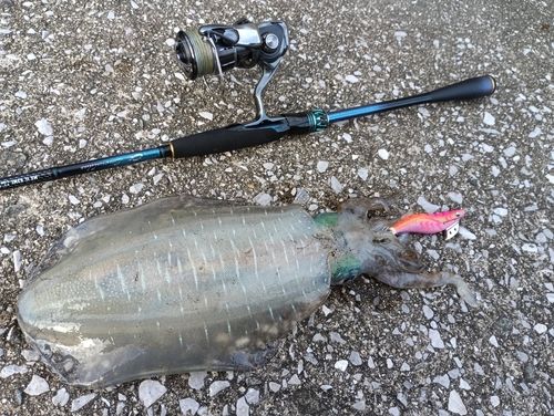 アオリイカの釣果