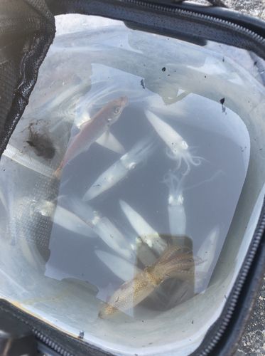 ヒイカの釣果