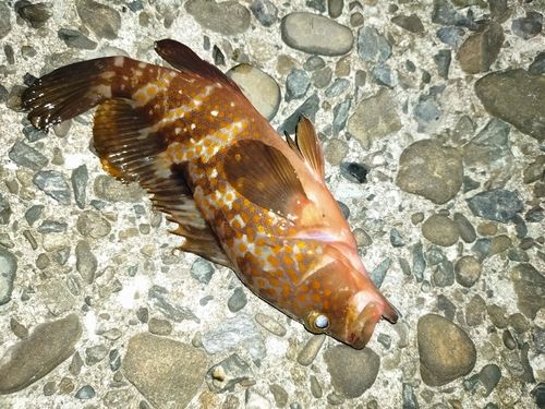 キジハタの釣果