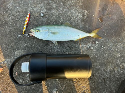 ワカシの釣果