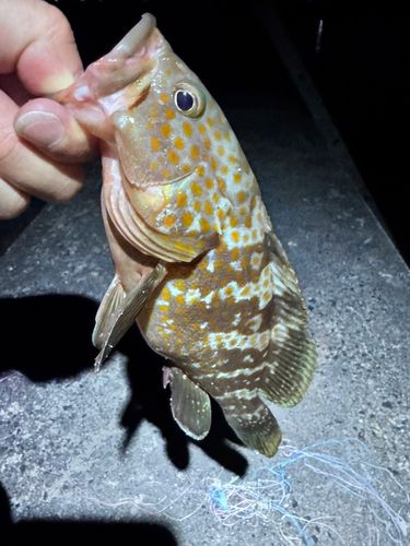 キジハタの釣果