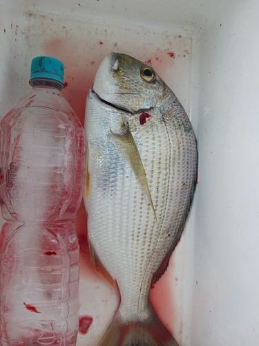 ヘダイの釣果