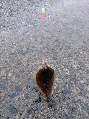 カレイの釣果