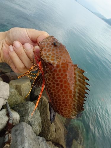 オオモンハタの釣果