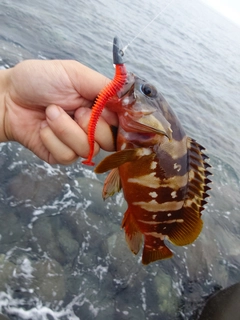 アカハタの釣果