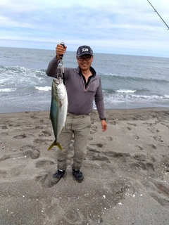 ブリの釣果