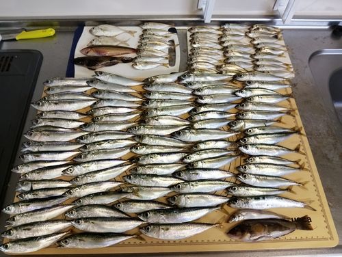 サバの釣果