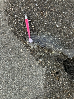 ソゲの釣果