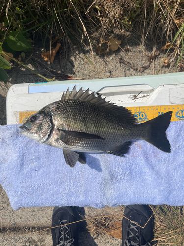 クロダイの釣果