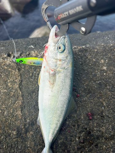 ワカシの釣果