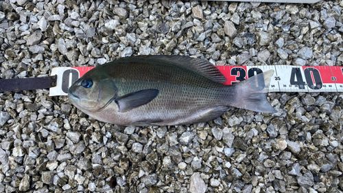クチブトグレの釣果
