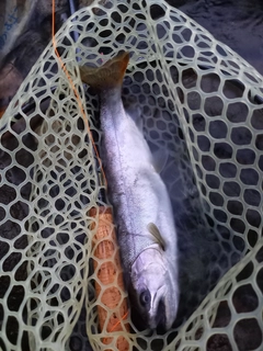 ヤマメの釣果
