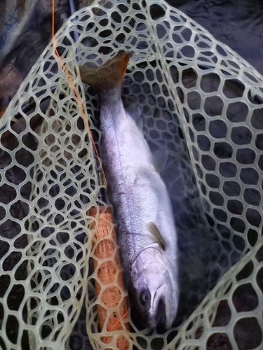 ヤマメの釣果