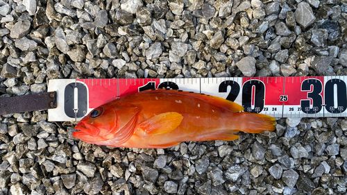 クチブトグレの釣果