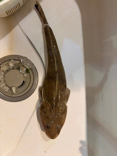 マゴチの釣果