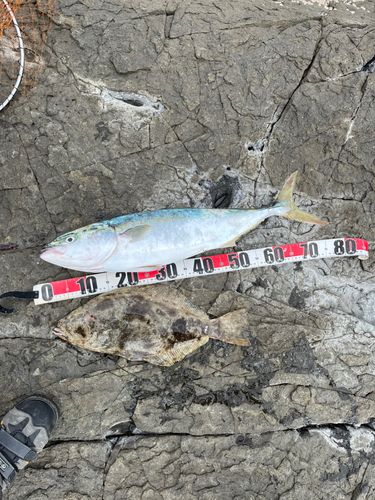 イナダの釣果