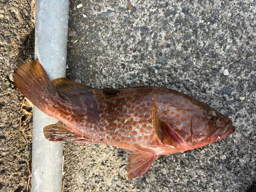 キジハタの釣果