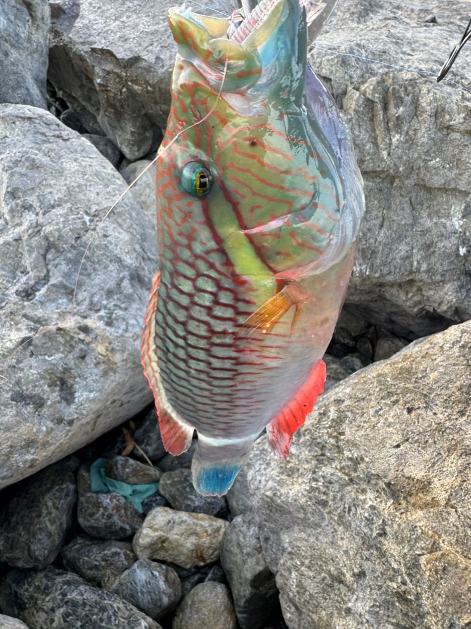 SHIMANO 22ステラ C3000SDHHGの最安値・インプレ・釣果 | 本音の口コミ