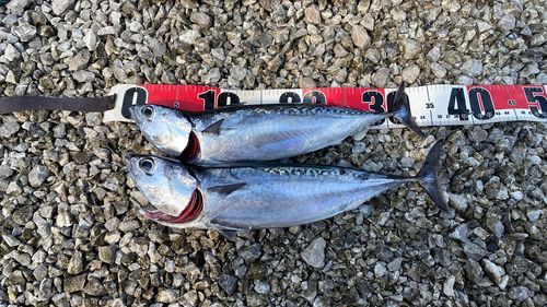 メジカの釣果