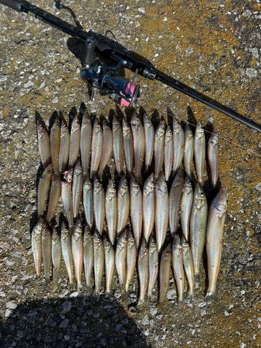 シロギスの釣果