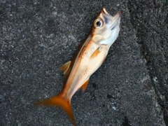 ムツの釣果