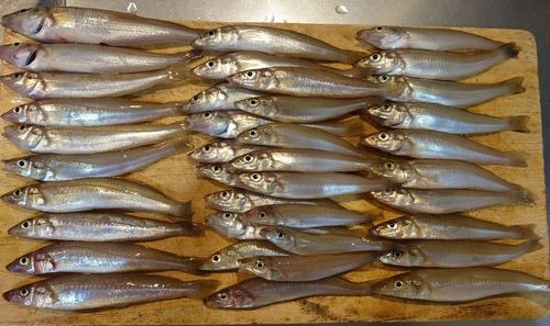 キスの釣果
