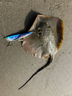 エイの釣果