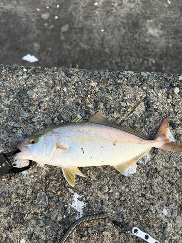 ネイリの釣果