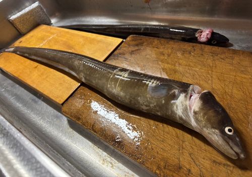 アナゴの釣果