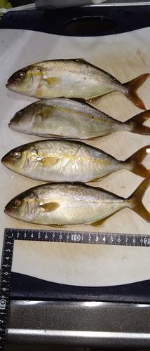 シオの釣果