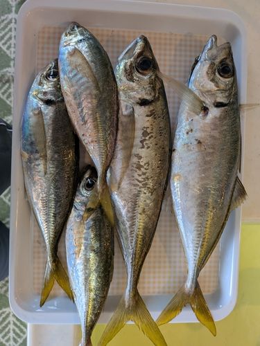 アジの釣果