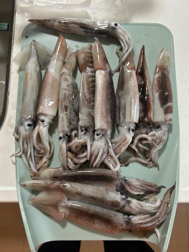 イカの釣果