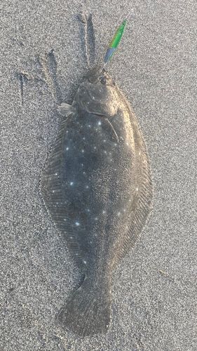 ソゲの釣果