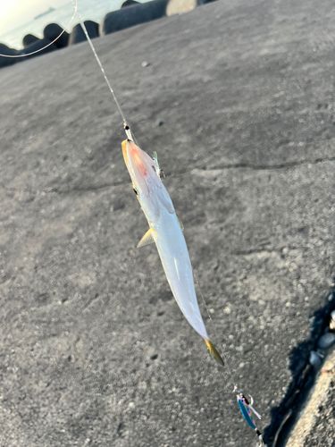 カマスの釣果