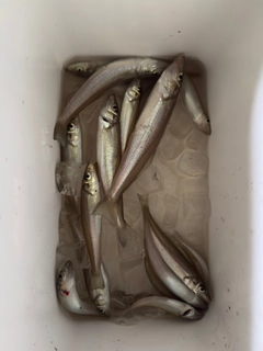 キスの釣果
