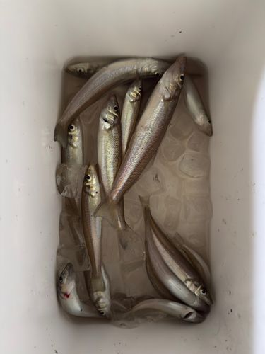 キスの釣果