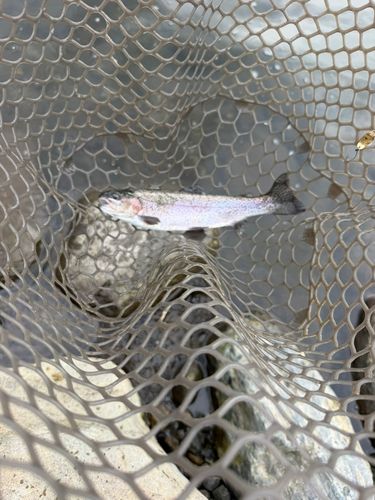 ニジマスの釣果