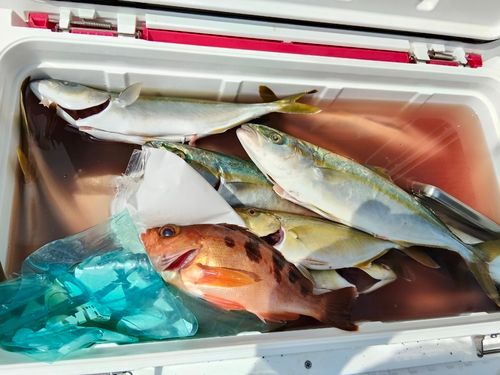 イナダの釣果