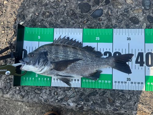 クロダイの釣果