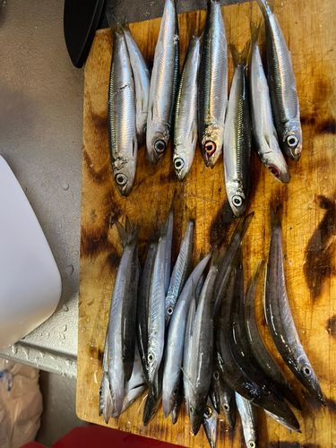 ウルメイワシの釣果