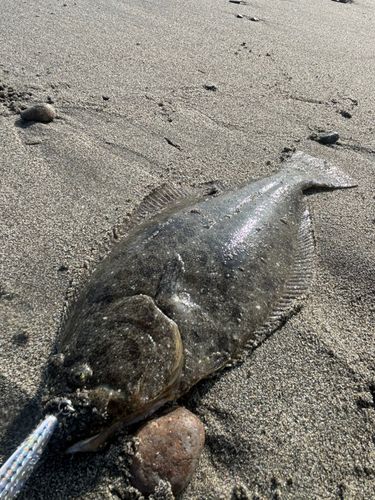 ソゲの釣果