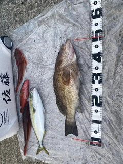 オオモンハタの釣果
