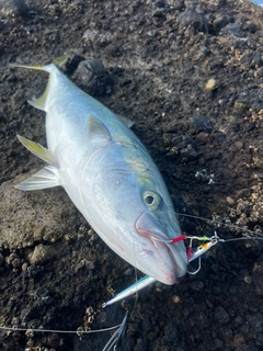ワラサの釣果