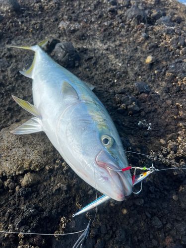 ワラサの釣果