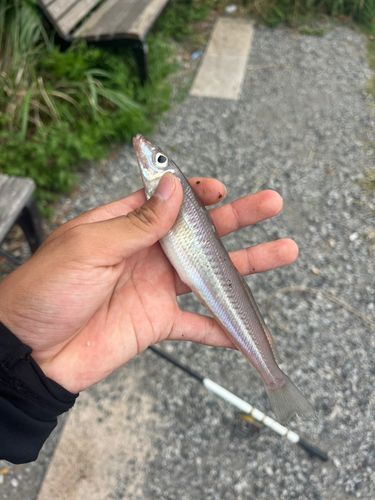 シロギスの釣果